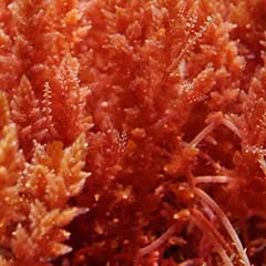 Algas vermelhas Rhodophyceae