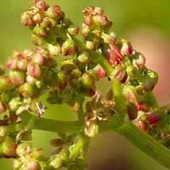 Extrato de Rumex