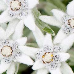 Flor Edelweiss