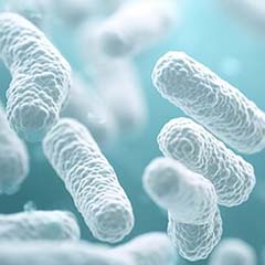 Extrato de fermento de Lactobacillus e Ulkenia